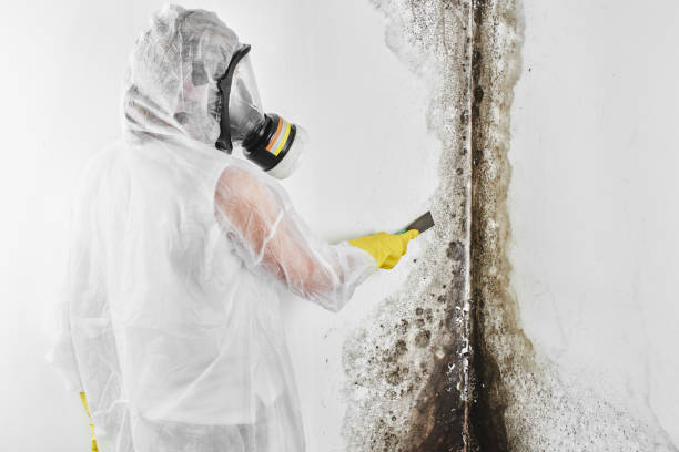 Best Mold Remediation for Schools in Pomeroy, WA