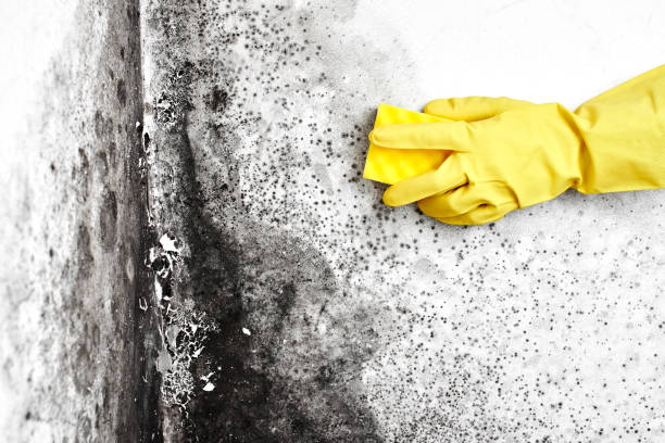 Best Emergency Mold Remediation in Pomeroy, WA