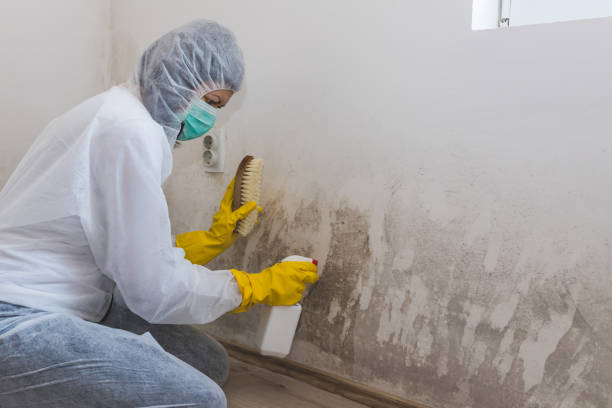 Best Post-Flood Mold Remediation in Pomeroy, WA