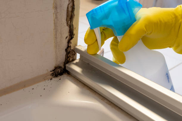 Best Attic Mold Remediation in Pomeroy, WA