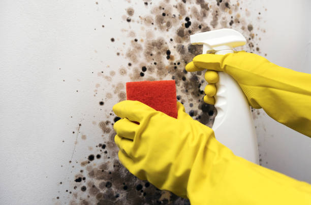 Best Mold Remediation for Specific Building Types in Pomeroy, WA