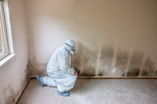 Best Insurance-Related Mold Remediation in Pomeroy, WA