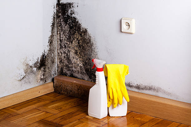 Best Black Mold Remediation in Pomeroy, WA