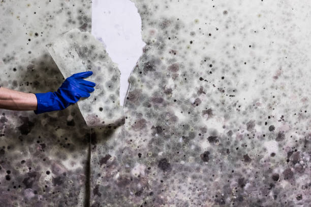 Best Insurance-Related Mold Remediation in Pomeroy, WA