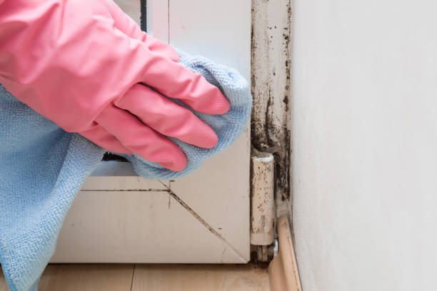 Best Kitchen Mold Remediation in Pomeroy, WA